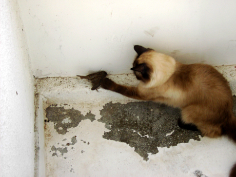 … si Daria cea vanatoreasa :P